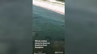 Humpback whale swims near Long Island beach