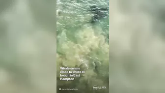 Humpback whale swims near Long Island beach