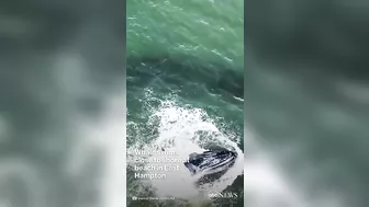 Humpback whale swims near Long Island beach