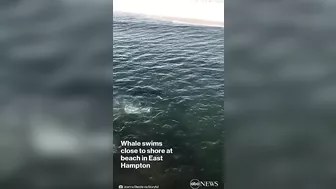 Humpback whale swims near Long Island beach