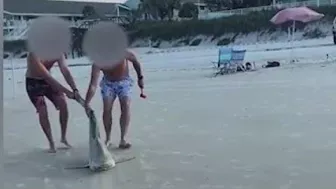 Video: Men catch shark at Florida beach, stab it in the head -- here's why it's legal