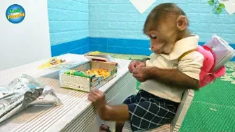 Funny Monkey Kobi go to special class