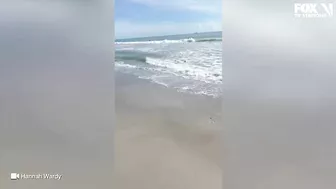 Video: Shark spotted swimming just feet from shore at Florida beach