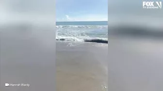 Video: Shark spotted swimming just feet from shore at Florida beach