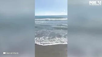 Video: Shark spotted swimming just feet from shore at Florida beach