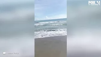 Video: Shark spotted swimming just feet from shore at Florida beach