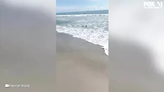 Video: Shark spotted swimming just feet from shore at Florida beach