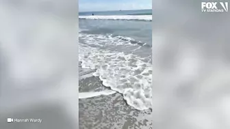 Video: Shark spotted swimming just feet from shore at Florida beach