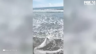 Video: Shark spotted swimming just feet from shore at Florida beach