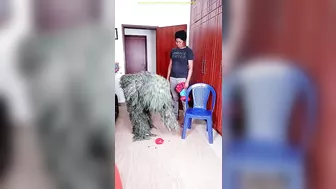 FUNNY VIDEO GHILLIE SUIT TROUBLEMAKER PRANK try not to laugh Family The Honest Comedy Busy Fun Ltd