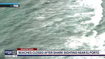 Shark sighting in Manhattan Beach