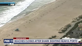 Shark sighting in Manhattan Beach