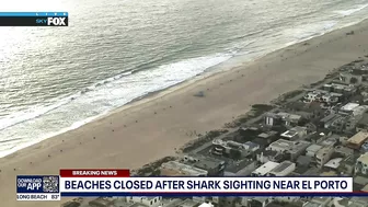 Shark sighting in Manhattan Beach