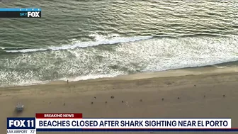 Shark sighting in Manhattan Beach