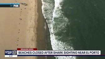 Shark sighting in Manhattan Beach