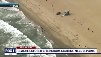 Shark sighting in Manhattan Beach