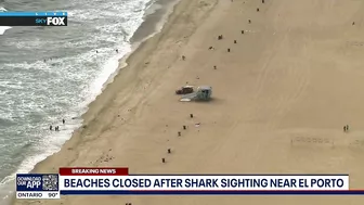 Shark sighting in Manhattan Beach