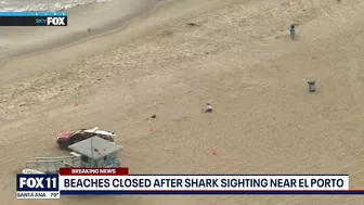 Shark sighting in Manhattan Beach