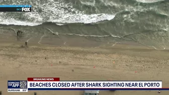 Shark sighting in Manhattan Beach