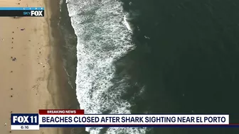 Shark sighting in Manhattan Beach