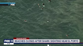 Shark sighting in Manhattan Beach