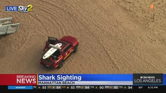 Shark sighting in Manhattan Beach, near Rosecrans lifeguard tower