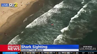 Shark sighting in Manhattan Beach, near Rosecrans lifeguard tower