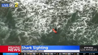 Shark sighting in Manhattan Beach, near Rosecrans lifeguard tower