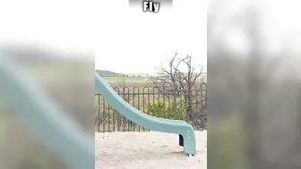 How Animals Go Down a Slide (Part 1-3) (Funny Compilation)