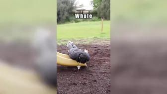 How Animals Go Down a Slide (Part 1-3) (Funny Compilation)