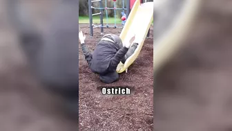 How Animals Go Down a Slide (Part 1-3) (Funny Compilation)