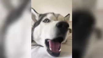 Husky says THE NICEST things to people!! CUTE COMPILATION PT 1