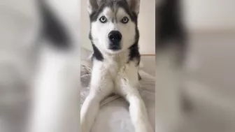 Husky says THE NICEST things to people!! CUTE COMPILATION PT 1