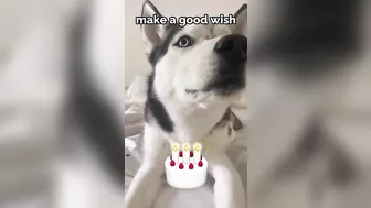 Husky says THE NICEST things to people!! CUTE COMPILATION PT 1