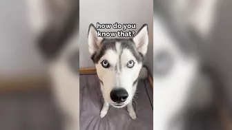 Husky says THE NICEST things to people!! CUTE COMPILATION PT 1