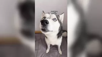 Husky says THE NICEST things to people!! CUTE COMPILATION PT 1