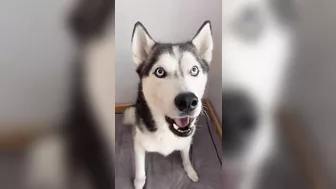 Husky says THE NICEST things to people!! CUTE COMPILATION PT 1