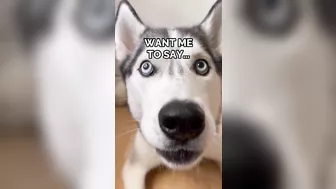 Husky says THE NICEST things to people!! CUTE COMPILATION PT 1