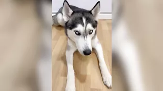 Husky says THE NICEST things to people!! CUTE COMPILATION PT 1