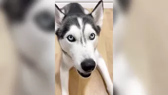 Husky says THE NICEST things to people!! CUTE COMPILATION PT 1