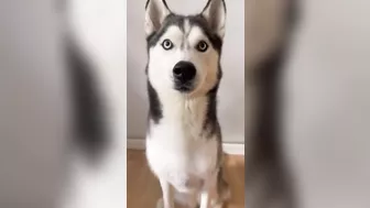 Husky says THE NICEST things to people!! CUTE COMPILATION PT 1