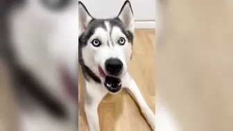 Husky says THE NICEST things to people!! CUTE COMPILATION PT 1