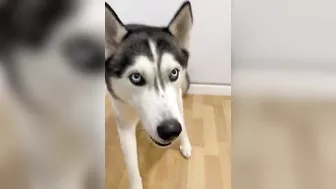 Husky says THE NICEST things to people!! CUTE COMPILATION PT 1