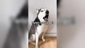 Husky says THE NICEST things to people!! CUTE COMPILATION PT 1