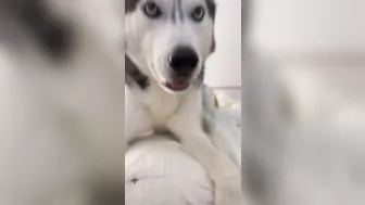 Husky says THE NICEST things to people!! CUTE COMPILATION PT 1