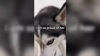 Husky says THE NICEST things to people!! CUTE COMPILATION PT 1