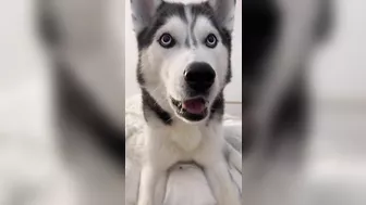 Husky says THE NICEST things to people!! CUTE COMPILATION PT 1