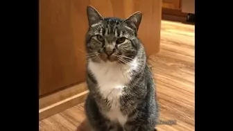 if cats could speak