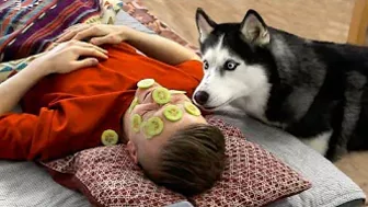 I Shocked My Husky Dogs! Funny Puppy Resolved The Situation