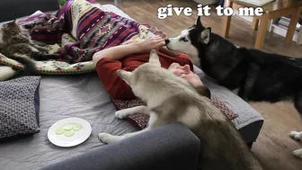 I Shocked My Husky Dogs! Funny Puppy Resolved The Situation